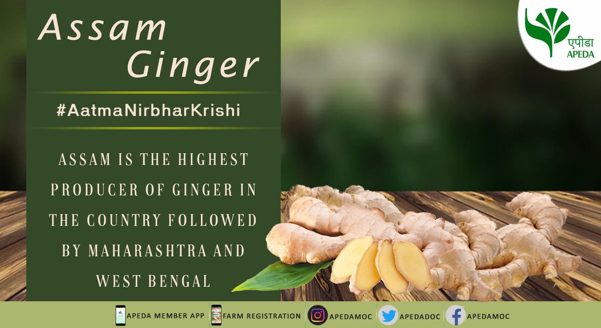 APEDADOC's tweet photo. #Assam is the highest producer of #Ginger in the country followed by #Maharashtra and #WestBengal .
#Aatmanirbharkrishi #Agriculture #Farmers #COVID19 https://t.co/X9h7Esd8Np