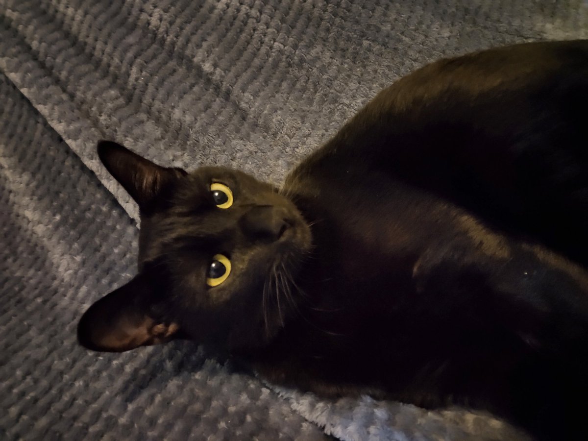 #黑猫 露娜，超俊！
