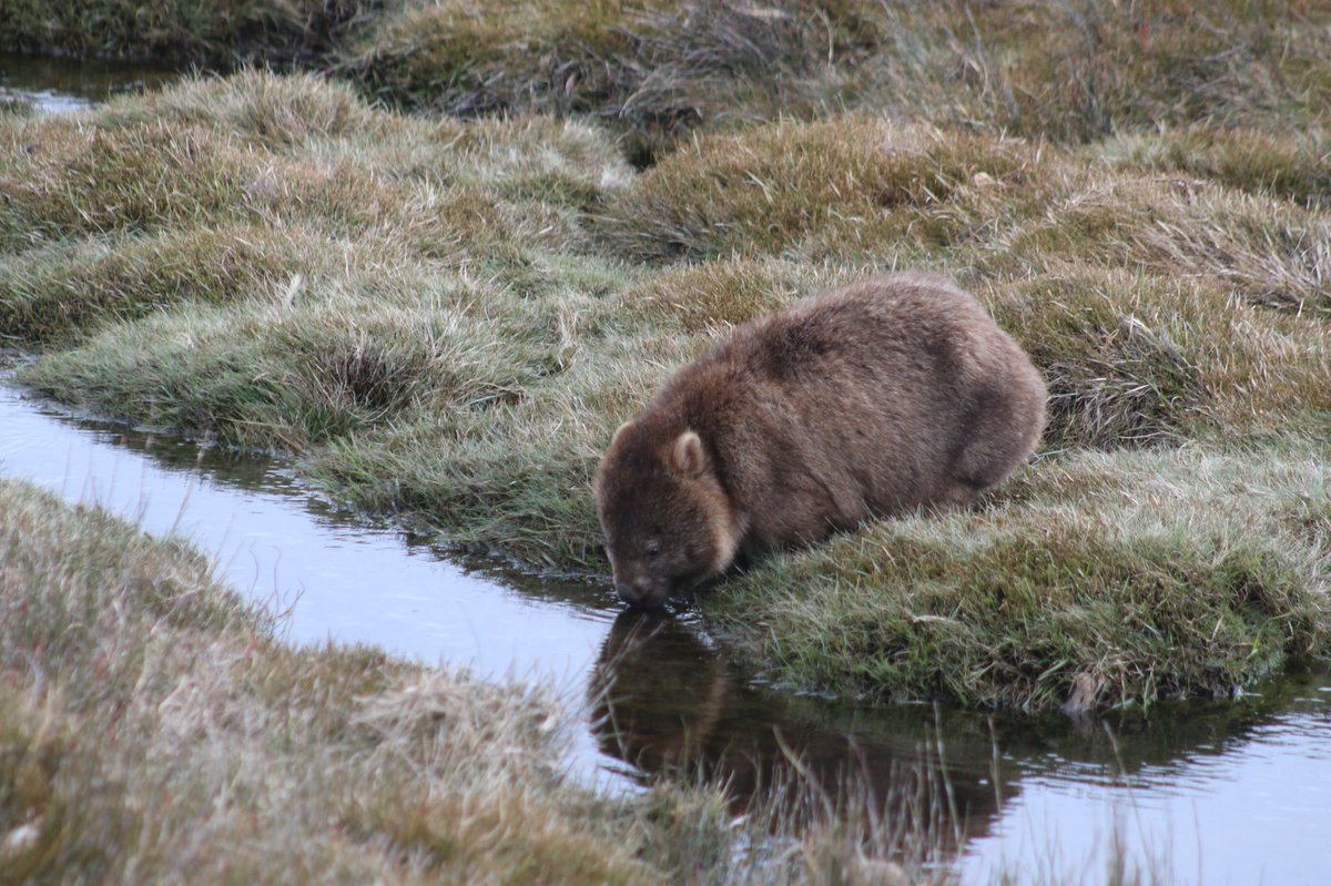 davidghamilton1's tweet photo. Just in case anyone needs it, here is a wombat drinking serenely https://t.co/c4xc5xDyfc