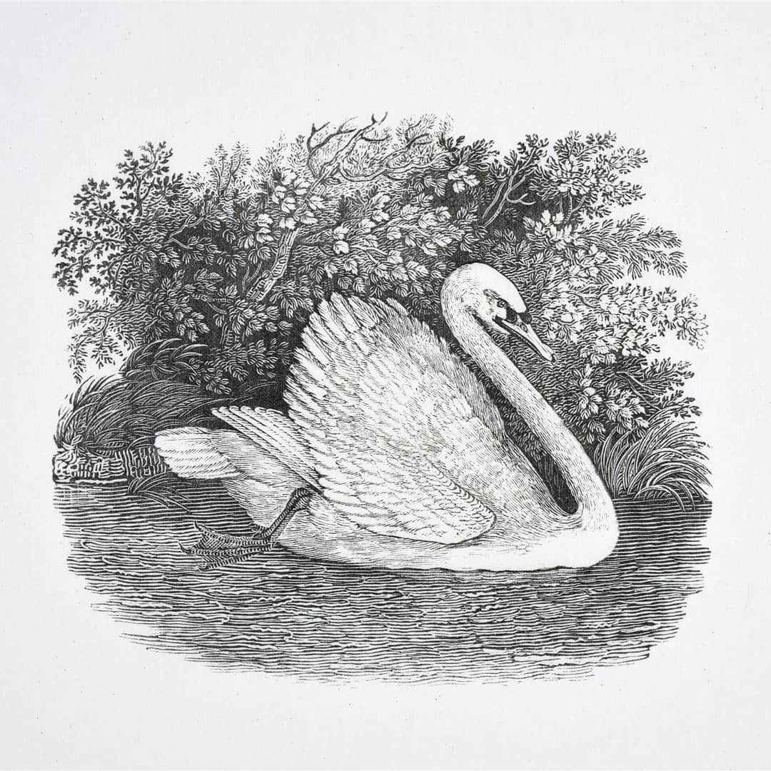 西洋の木版画展 作品紹介7『英国鳥類誌』(1797年刊)】 18世紀後半