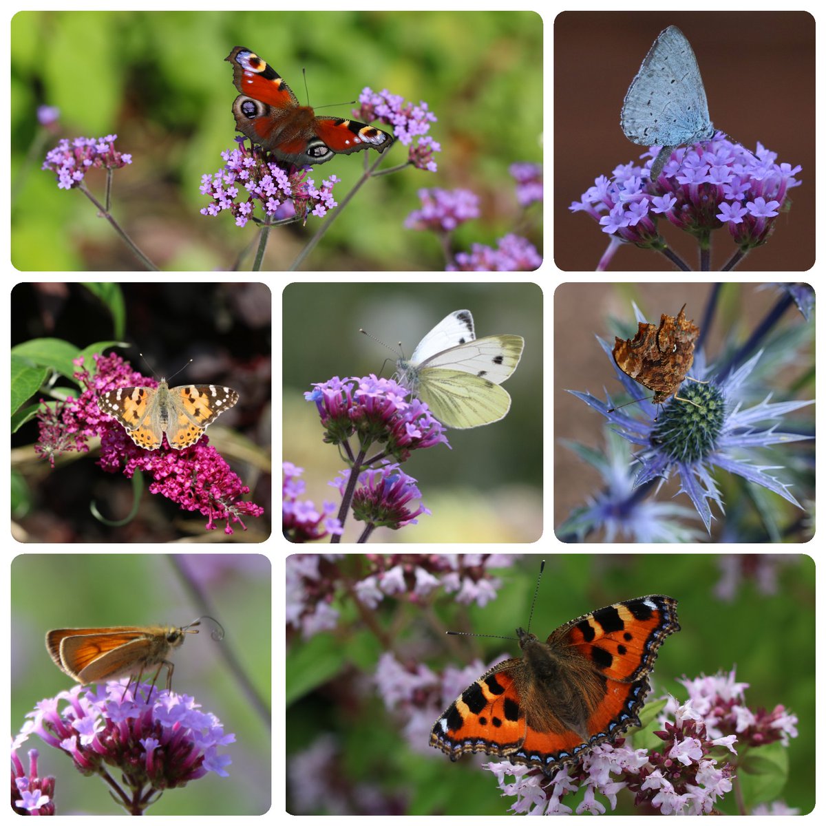 🌱Alison Moore 🐝 tweet media