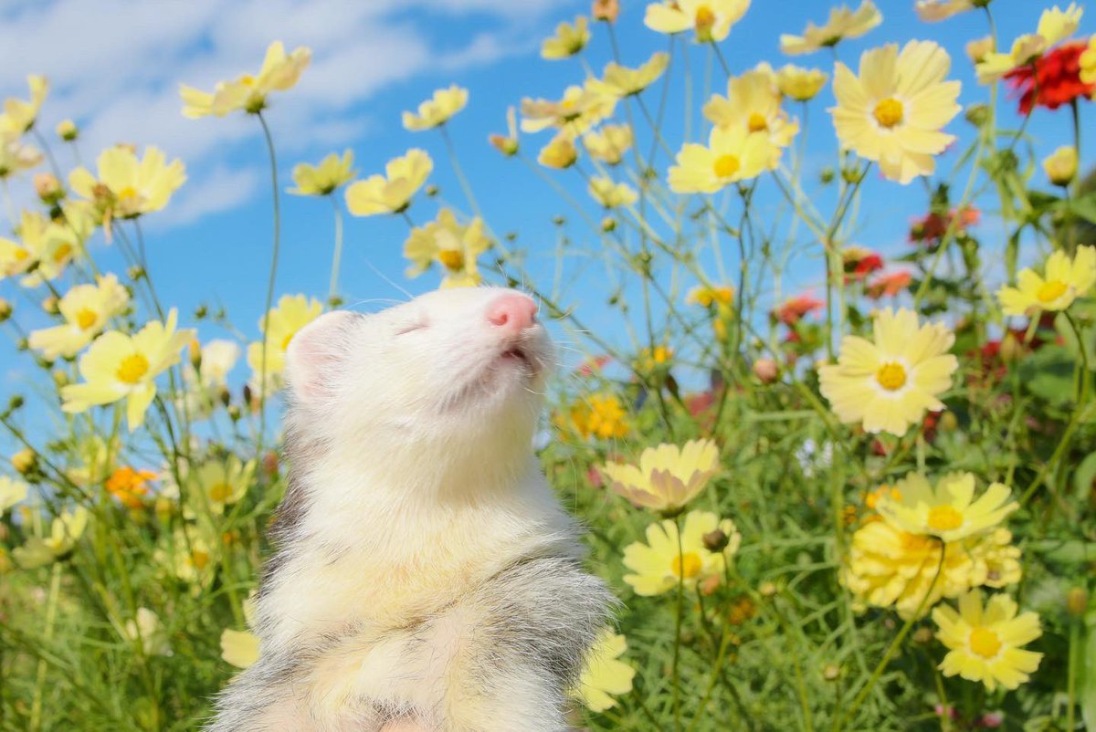 くるあん (@whitebutter999) on Twitter photo 