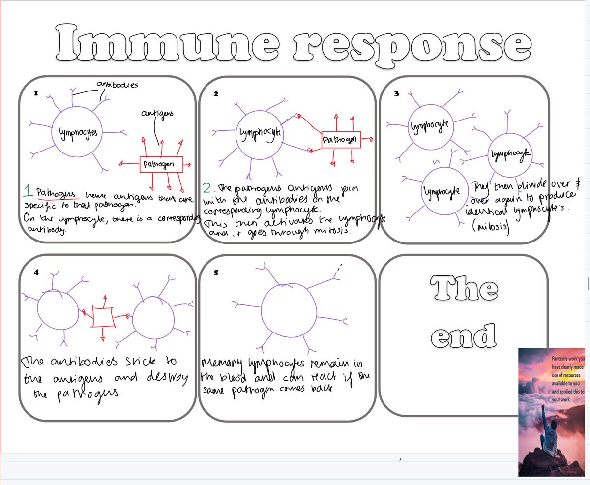 JESSScienceDept's tweet photo. Yr11 have produced some wonderful Immune System Story boards explaining the immune response. @lindsaywilgrove #JESSBioDept #JESSResearch #JESSRealWorld #JESSEnquiry #edexcel https://t.co/luZv1ccQaQ