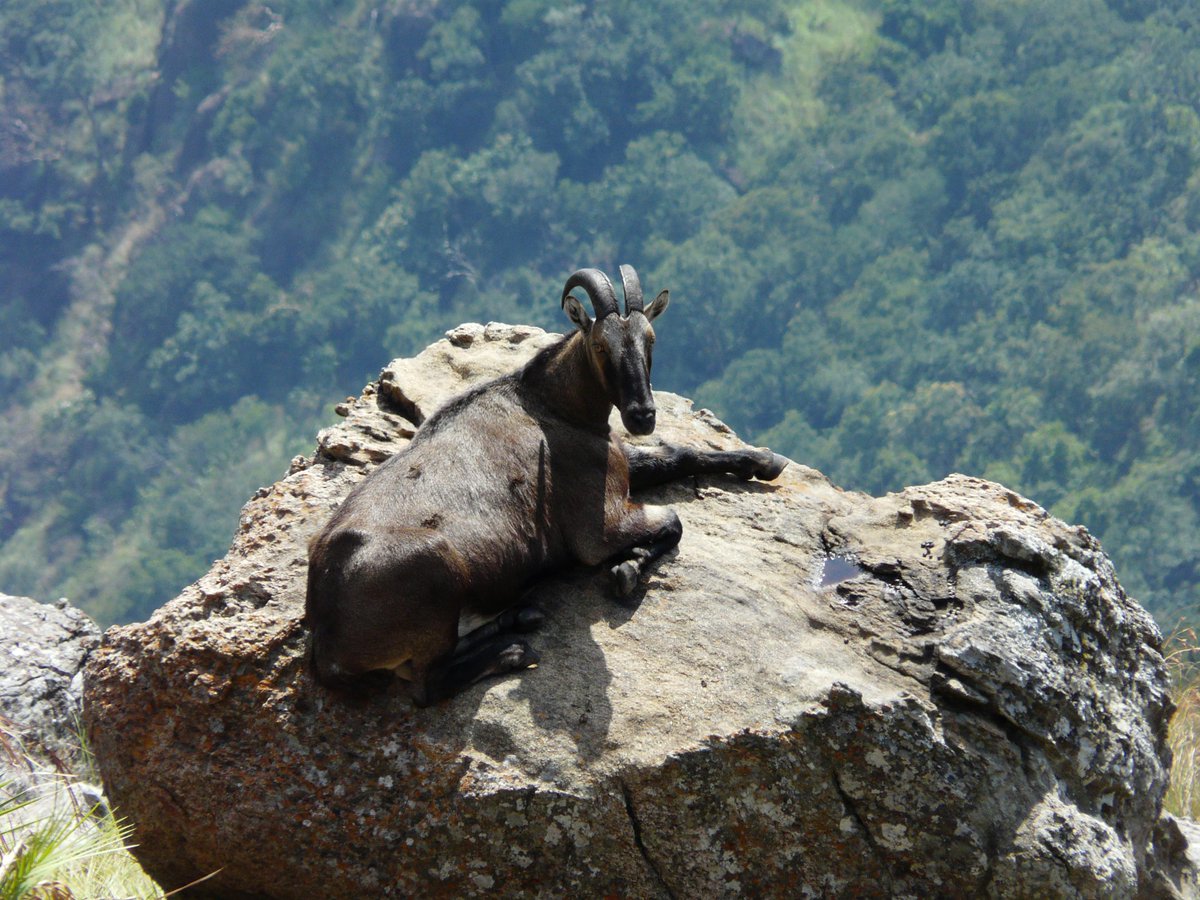 #WednesdayWisdom: #DYK India has ~3122 #NilgiriTahr left in the wild?
#NilgiriTahr face major threats from poaching, forest fires 🌳🔥 & habitat loss 🪓🌳. Join us at https://t.co/Fy3z6QpSil to protect them!
PC:M A Predit https://t.co/0fgzuYVINb