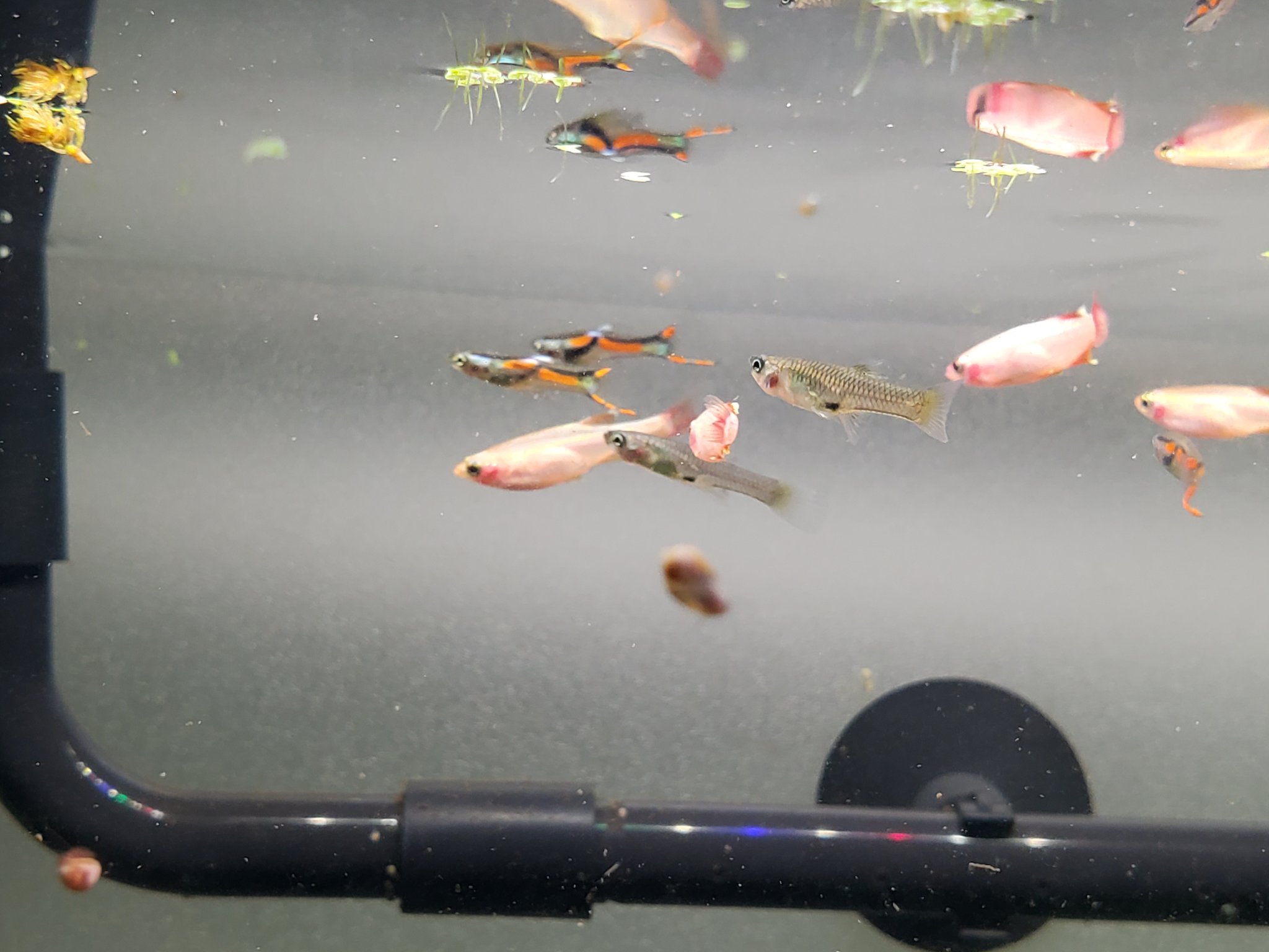 とうひな エンドラーズライブベアラーとゴールデンアカヒレの水合わせ完了 早速写真撮ってみたけど速くてブレたのしか撮れなかった エンドラーズのオスはオレンジがキレイでメスは川魚っぽさがあって良い ゴールデンアカヒレは遠くから見た時にはっきりと