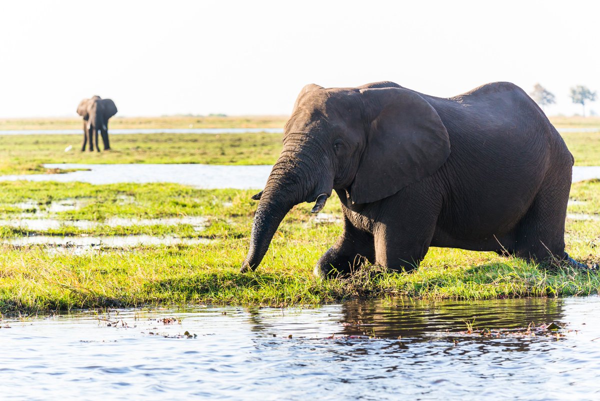 Chobe_Marina's tweet photo. Don’t stress yourself about your next holiday destination, choose Chobe Marina Lodge☺️
#ChobeMarina #localisyou https://t.co/kbOxg0wwwU