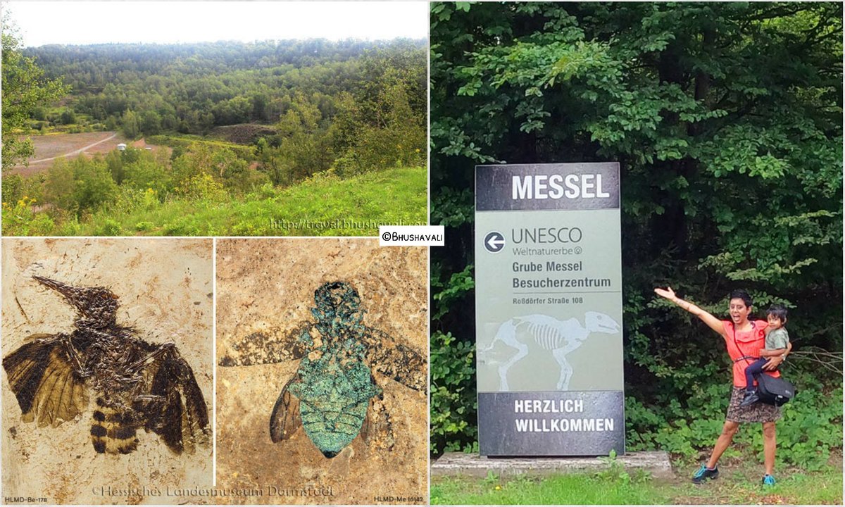 Bhushavali's tweet photo. 47 Million years old, prehistoric fossils! Germany's first ever Natural UNESCO world heritage site - Grube Messel - Messel Pit Fossil Site: https://t.co/JDey2G7VZE
#MyTraveloguebyBhushavali #IndianTravelBlogger #ReiseBlogger #UNESCO #Germany #HLMD #Darmstadt https://t.co/0oedlDpd05