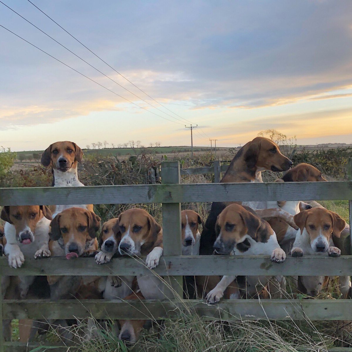 lurcherwork's tweet photo. #hounds #workingdogs #huntingdogs #sportingdogs #hunting #huntingwithdogs #hounds #huntwithhounds #houndsman #hounddogs #foxhunting #fitforhunting #huntingfitness #keephunting #foxhunting #foxcontrol #drivenfox #drivenshootinguk #drivenshootingscotland #foxhuntingscotland https://t.co/cIeg2wXHsn