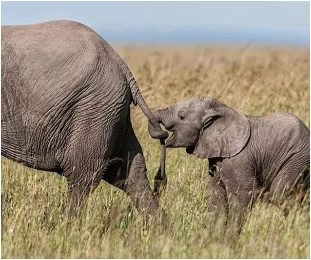 Don't leave me alone in Tanzania.

#tanzania #elephant #tanzaniasafaris #motherslove #safaris #wildlife #tanzaniawildlife #adventure #wildlifeadventure #serengetinationalpark #exploretanzania #bestsafariinafrica #africa #exploretanzania #Mama #ElephantAnd #Wildlife