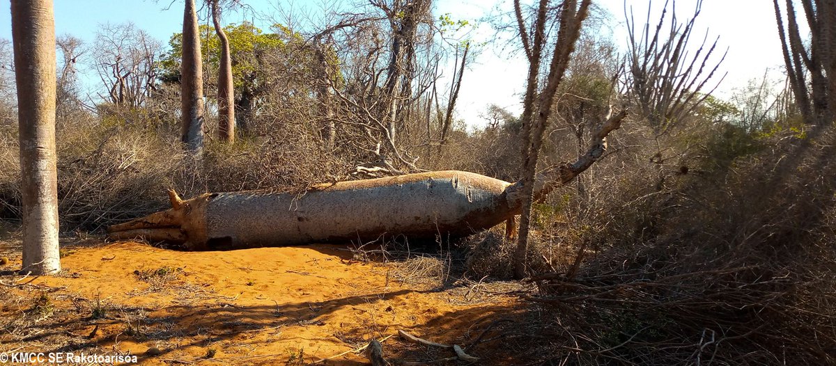 RseSolofo's tweet photo. #Adansonia rubrostipa, #Baobab #fony dug at the roots by human in #PK_32 Forest #Toliara, SW #Madagascar for ornamental purpose @TeamKMCC https://t.co/cTu7NNHbyc