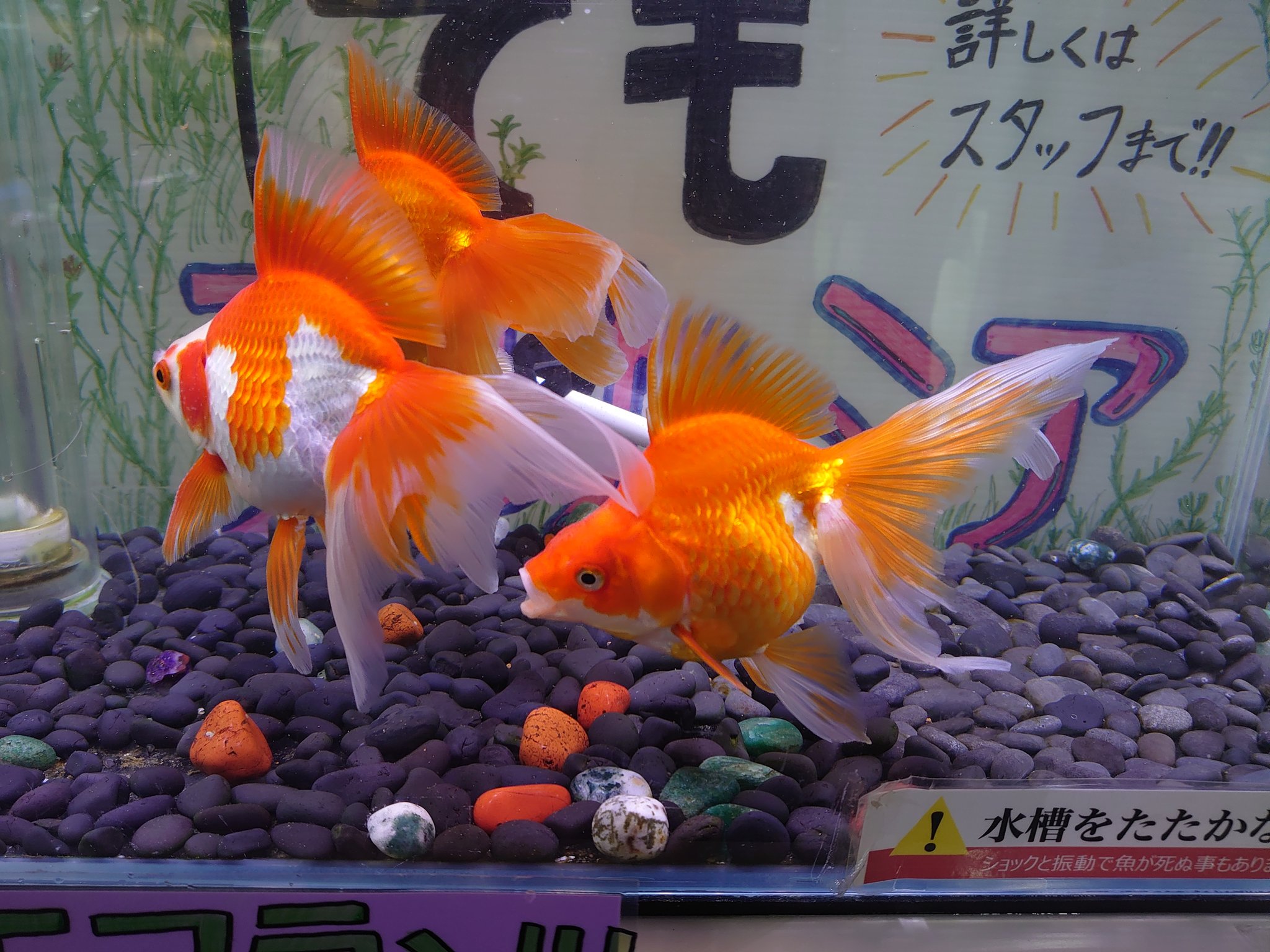 ヒロセペット谷津本店 更紗琉金lサイズ 大特価で販売中です ヒロセペット谷津店 金魚 更紗琉金 ブルカミア T Co Bvrtaxi7hr Twitter