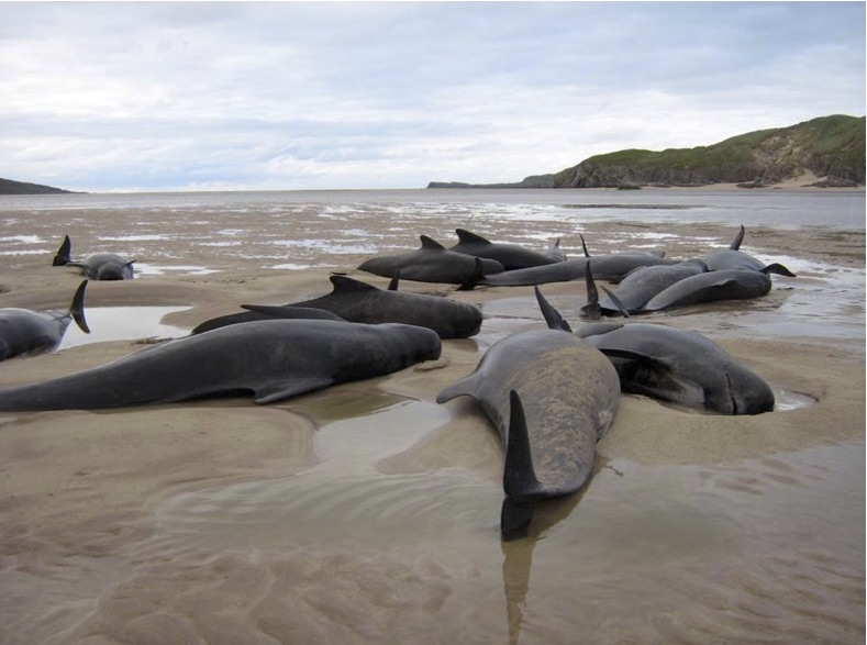 In 2011, at the Kyle of Durness in Scotland, 39 long-finned pilot whales were beached following nearby munitions disposals (Photo: Jamie Dyer)
