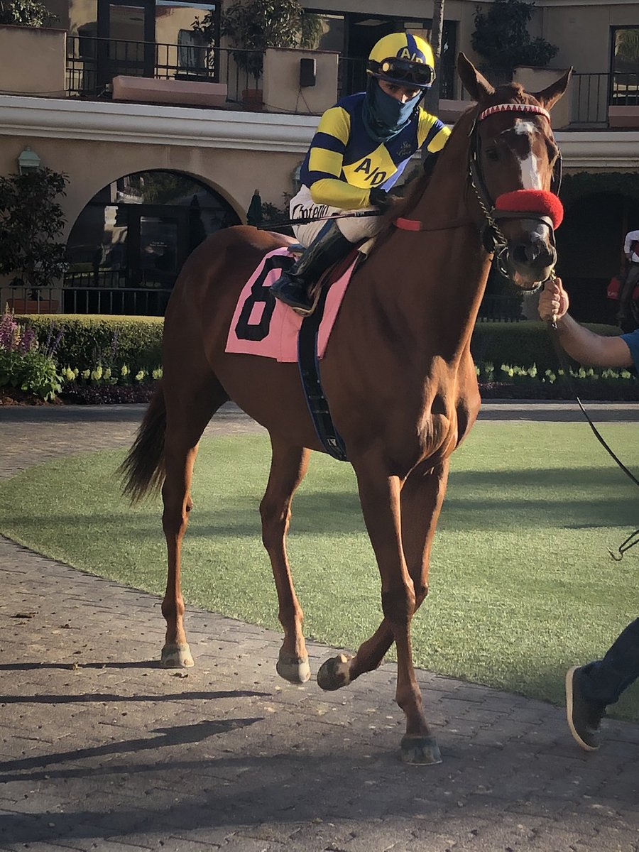 CourtneyPoole00's tweet photo. Fratelli and Lane Way Yesterday. 🏇#TeamLerner #TeamMandella https://t.co/0rxfVxqxsP