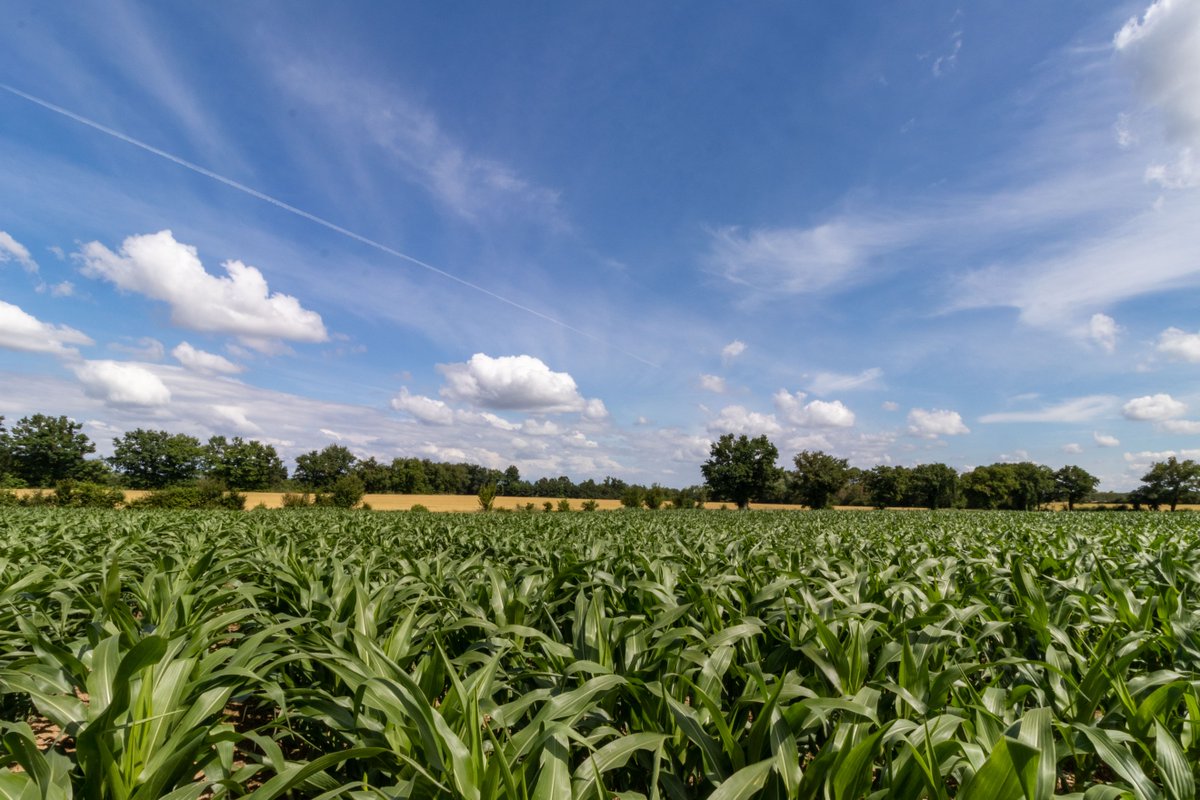 🌽💧 DKOptim’eau, LE label des variétés de maïs capables de maximiser le rendement tout en gérant un stress hydrique.
Choisir une variété DK Optim'eau, c’est maximiser son potentiel quelles que soient les conditions de l’année ! 

#Maïs #MaïsDEKALB