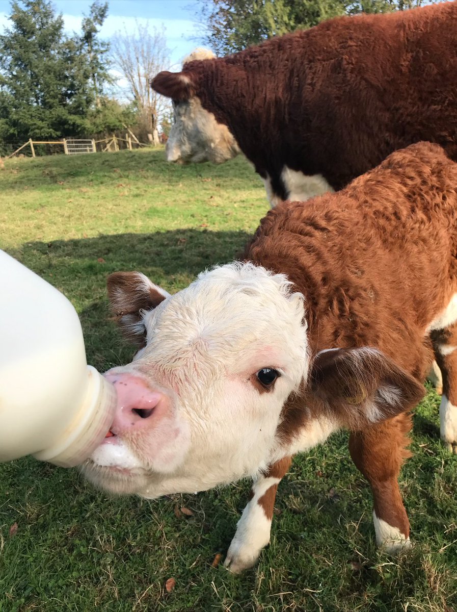 drvan's tweet photo. OnThe44th #DaysOfSchool I was eager 2 get back 2 my #FarmSitting & tend 2 "my" animals. If I had a million dollars, I wouldn't buy a green dress ('cause that's cruel), but I would buy me some chickens, sheep, & some goats. Yup, that'll make me pretty happen, indeed. #Gratitude101 https://t.co/OLdC2LcqXq