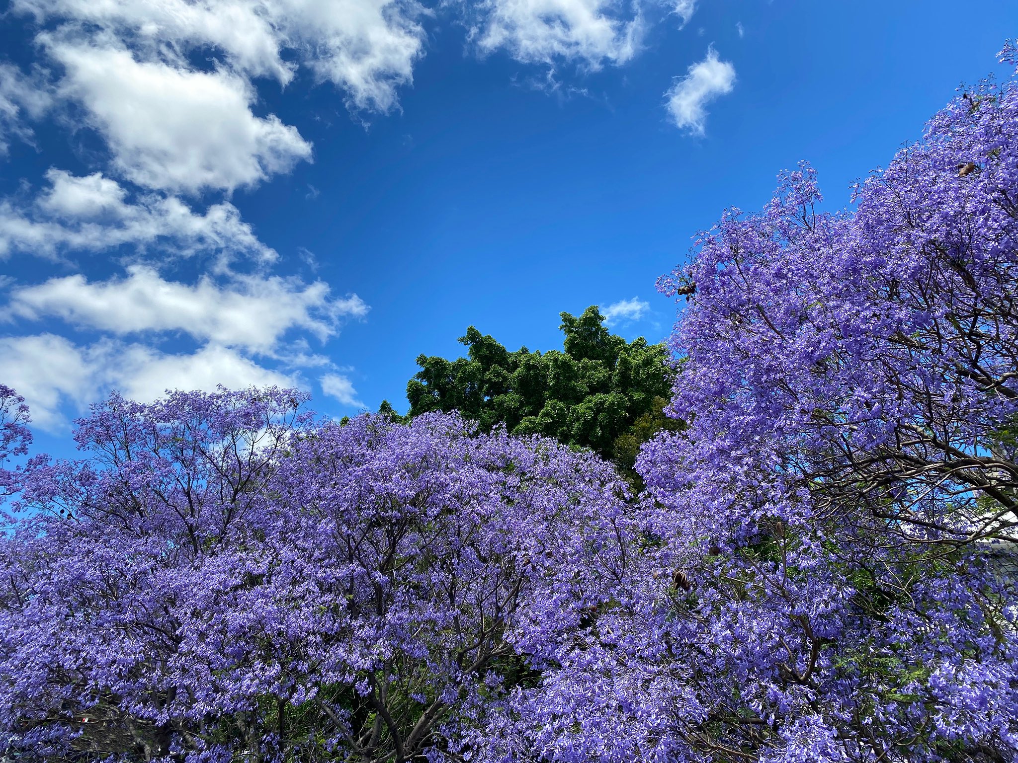 Hung Li Wen Jacaranda Season 完全不知道胖子在拍什麼 Australia Sydney Spring Jacaranda 澳洲 雪梨 春天 藍花楹https T Co Uvsmpltggs Twitter