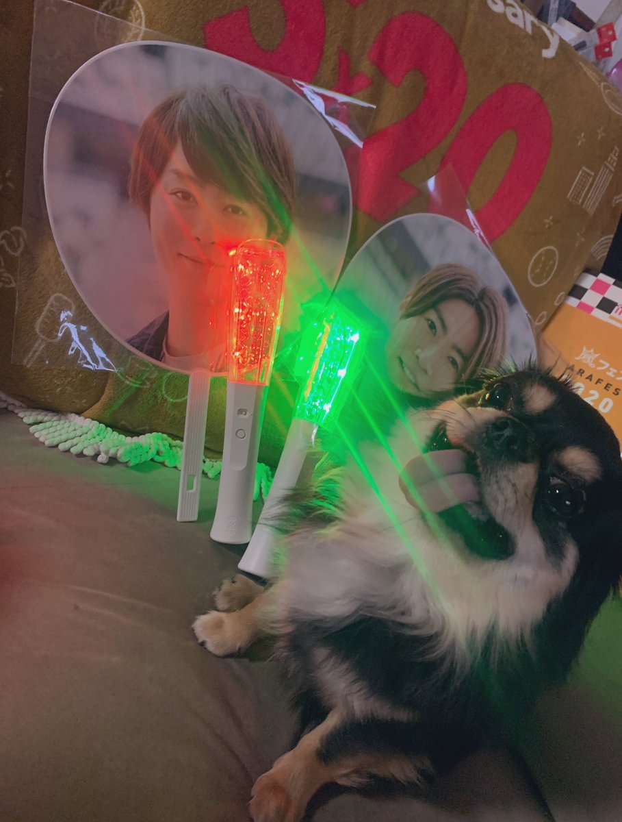 部屋暗くしてペンラと団扇持って、準備バッチリ！うちの犬も！ #嵐の日