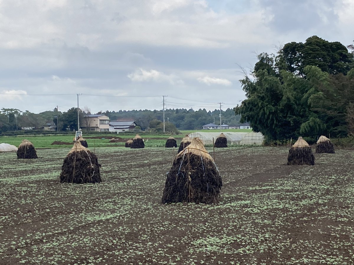 武田新 今日は八街へ まだボッチが残ってたので撮りました ボッチとは落花生を干すために積み上げたものです 今はブルーシートを被せてあるのが主流ですが たまに昔ながらの藁ボッチを見かけます 今日通った道沿いにも藁ボッチが残ってました 八街市