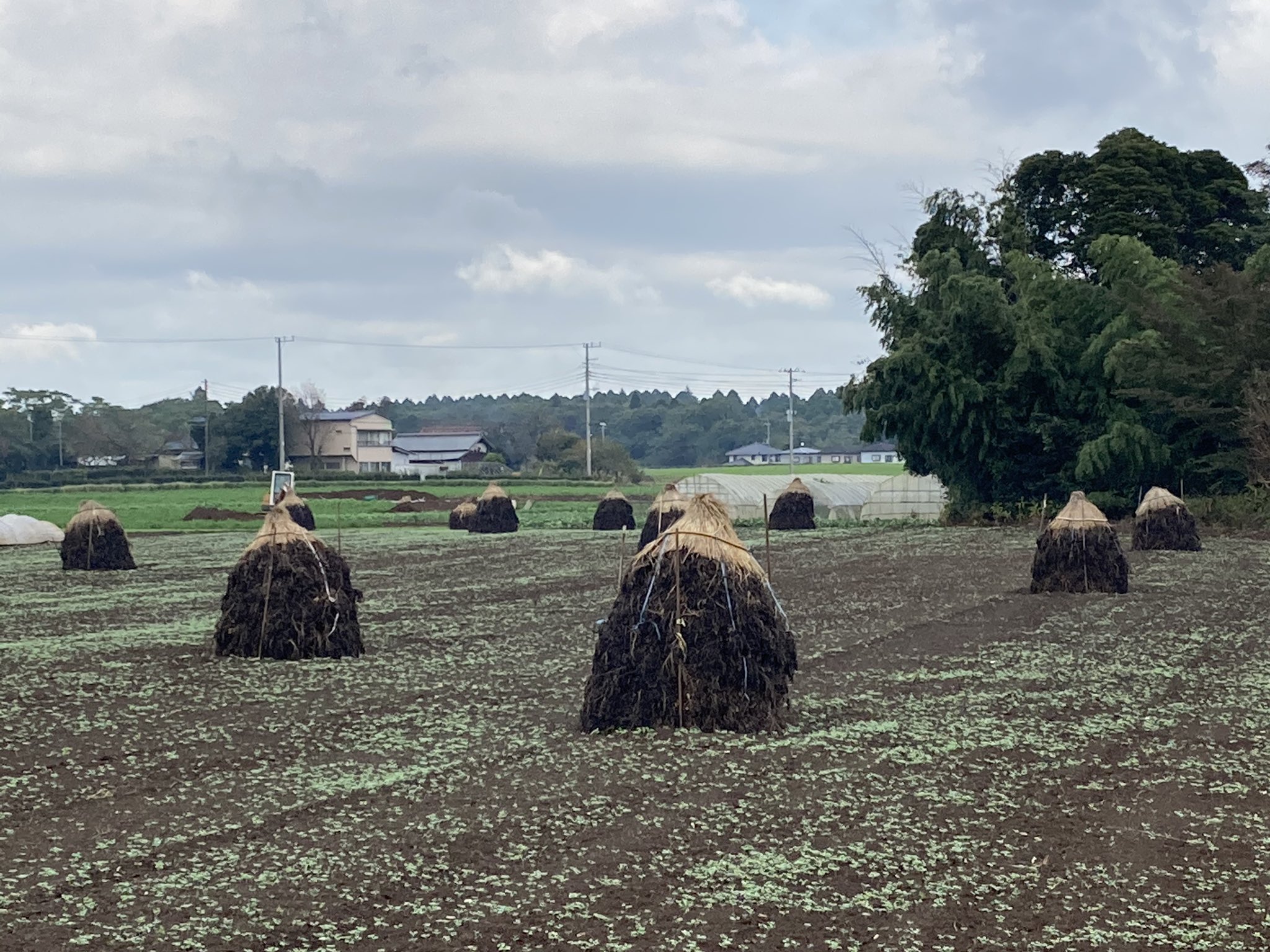 田舎暮らし 千葉房総ねっと更新情報 今日は八街へ まだボッチが残ってたので撮りました ボッチとは落花生を干すために積み上げたものです 今はブルーシートを被せてあるのが主流ですが たまに昔ながらの藁ボッチを見かけます 今日通った道沿いにも藁 田舎暮らし 千葉房総ねっと更新情報 今日は八街へ まだボッチが残ってたので撮りました ボッチとは落花生を干すために積み上げたものです 今はブルーシートを被せてあるのが主流ですが たまに昔ながらの藁ボッチを見かけます 今日通った道沿いにも藁