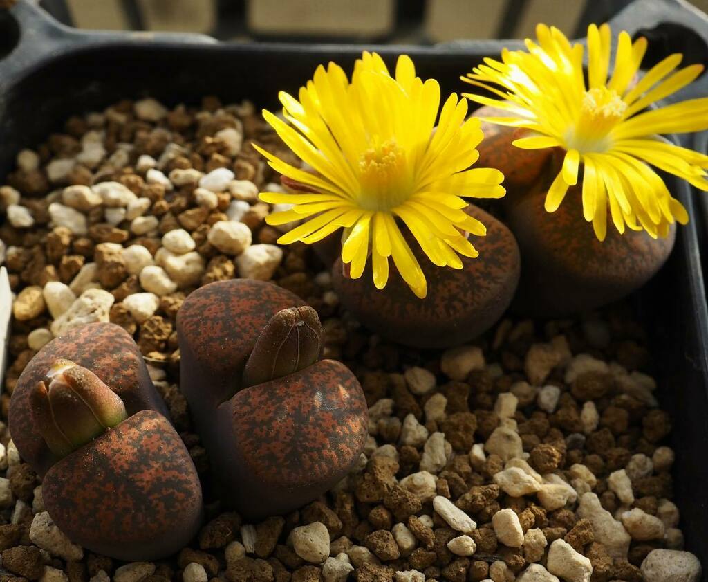 Bell C4 ルブロブルンネア 花間に合ってくれ リトープス Lithops コノフィツム Conophytum 実生 メセン 多肉植物 Omd Em5 Mark マイクロフォーサーズ M43 T Co Tbjp99kchi T Co Rb2spreztz