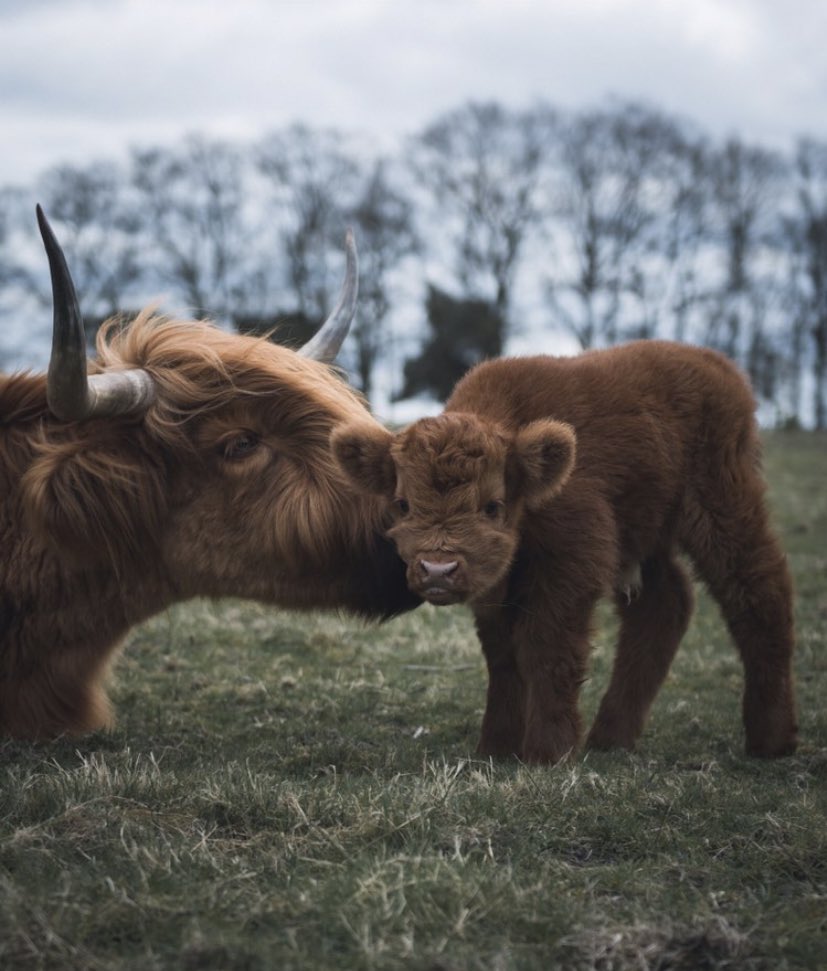 Cow of the Day🐮 tweet media