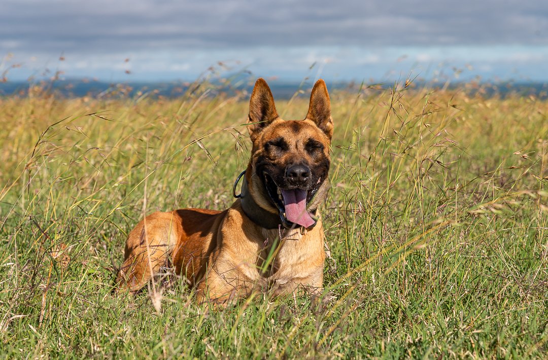 OlPejeta's tweet photo. Diego: powerful, brave and loyal.
We loved re-watching this Animal Watch programme with Anna Svenska on our K-9 Unit.
He was truly an amazing member of the team.
#AnimalWatch #Diego #K9Unit
https://t.co/s3wXSFC6RB https://t.co/EwLUhiW8YY