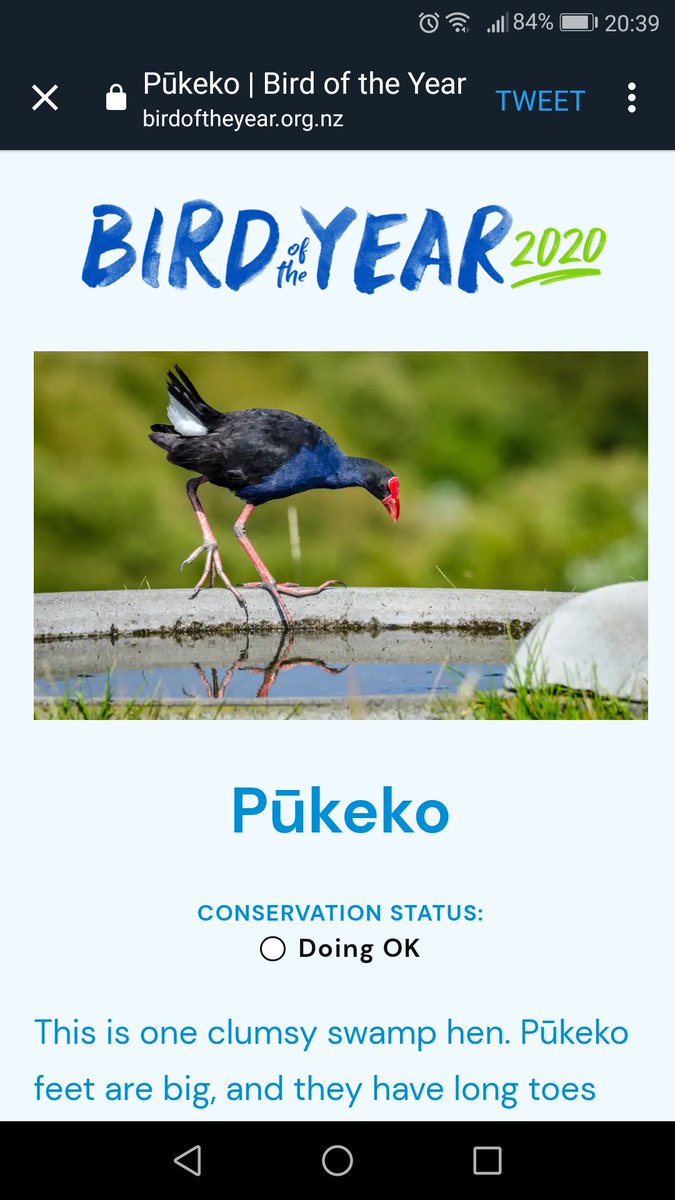 iemboIism's tweet image. #Pukeko because this.
#BirdOfTheYear2020 #BOTY