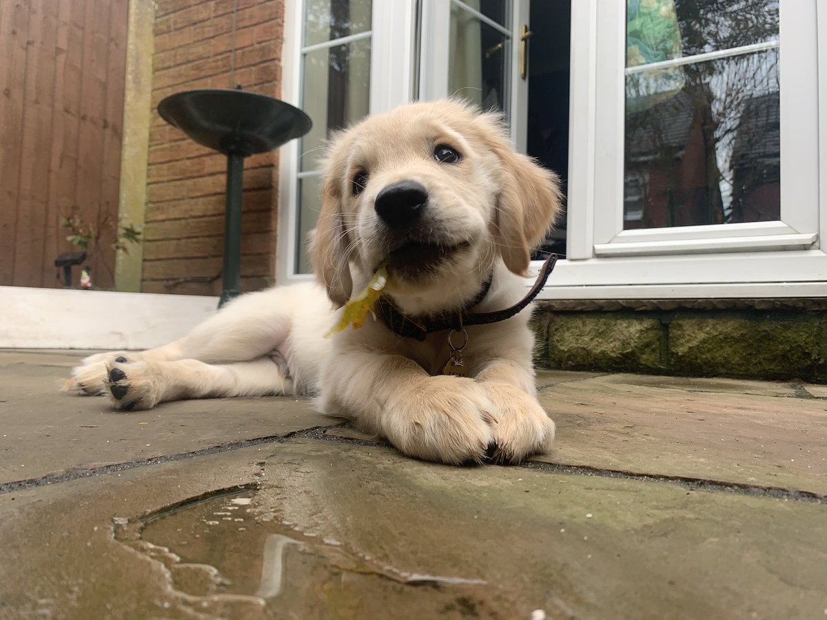 georgie tweet media