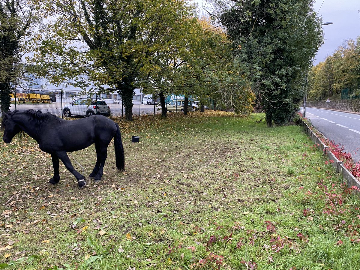 Constancija's tweet photo. Depuis 3-4 jours 2 🐎 de cirque sont à l'abandon sur  #Irigny attachés par une ⛓️ près d'une route passante sans eau ni nourriture. Est-ce normal ? Pourquoi le cirque les a laissés ici ? Nous sommes en #ConfinementActe2 
À quand la fin à #MaltraitanceAnimale ?#CirqueSansAnimaux https://t.co/gryKp2TYAa