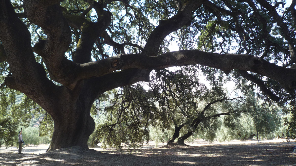 La #EncinaMilenaria de #Rute, declarada Monumento Natural, está en la lista final de los árboles que optan en España a ser reconocidos como 'Árbol del Año 2021'.

Vota por ella: bit.ly/3mNOuqc

❤️ Comienza aquí tu viaje

#córdoba_mágica #LlanosdeDonJuan #Rute