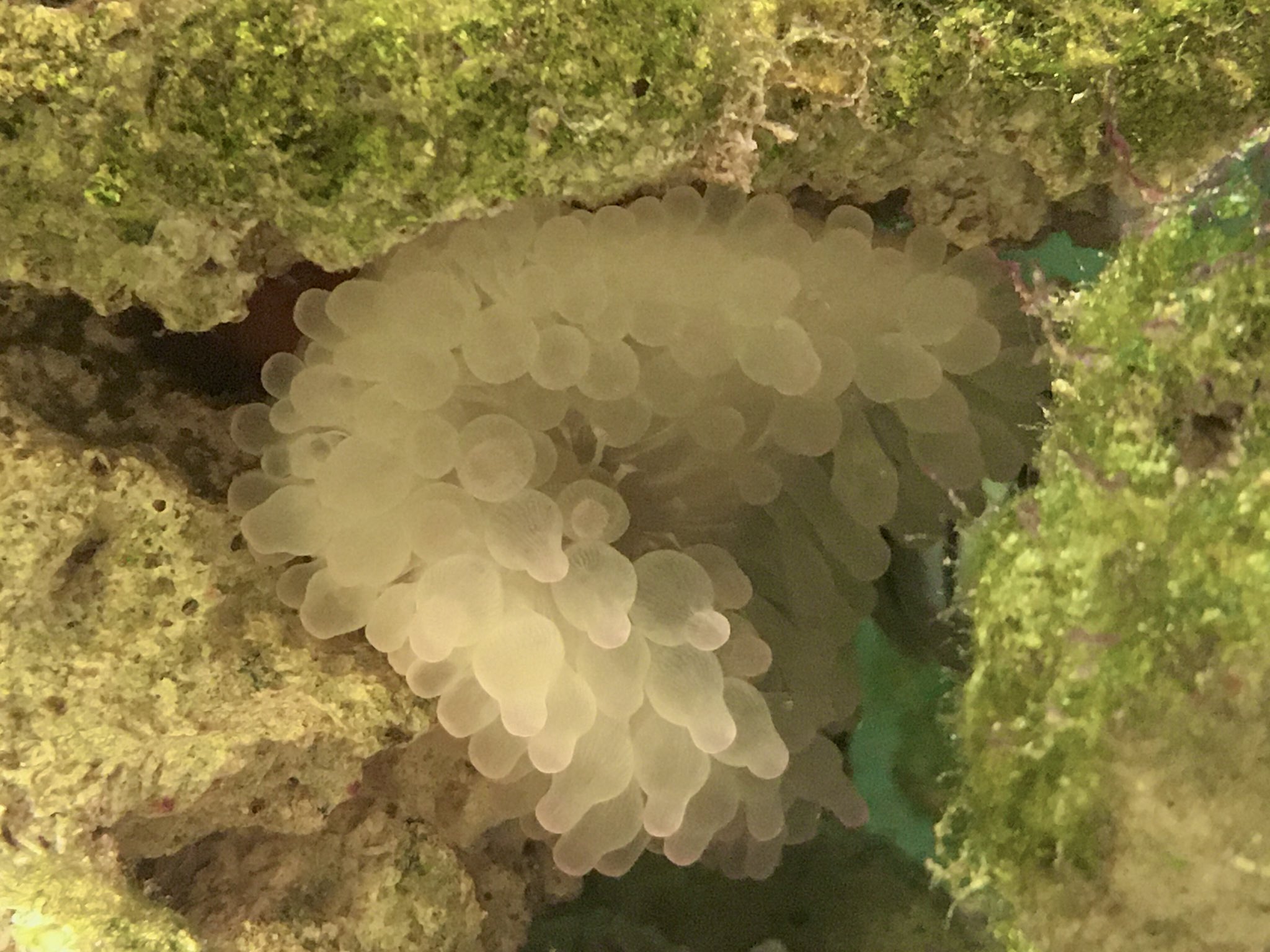 花猫 水流ポンプに巻き込まれて瀕死だったサンゴイソギンチャク 最初は4分の1くらいに縮んでもうダメかと思ったが 約2ヶ月で何とかここまで回復した すごい生命力 花猫 水流ポンプに巻き込まれて瀕死だったサンゴイソギンチャク 最初は4分の1くらいに縮んでもうダメかと思ったが 約2ヶ月で何とかここまで回復した すごい生命力
