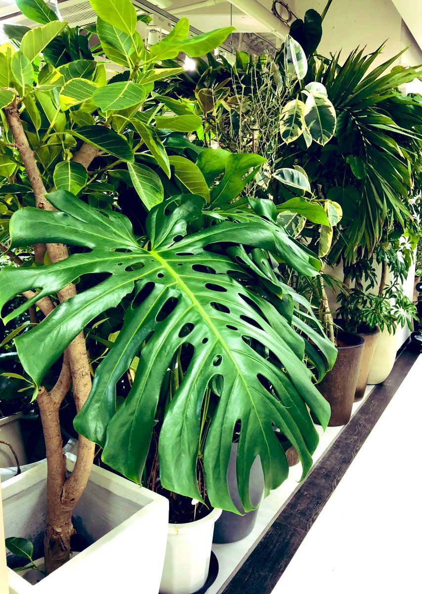 観葉植物好き のtwitter検索結果 Yahoo リアルタイム検索