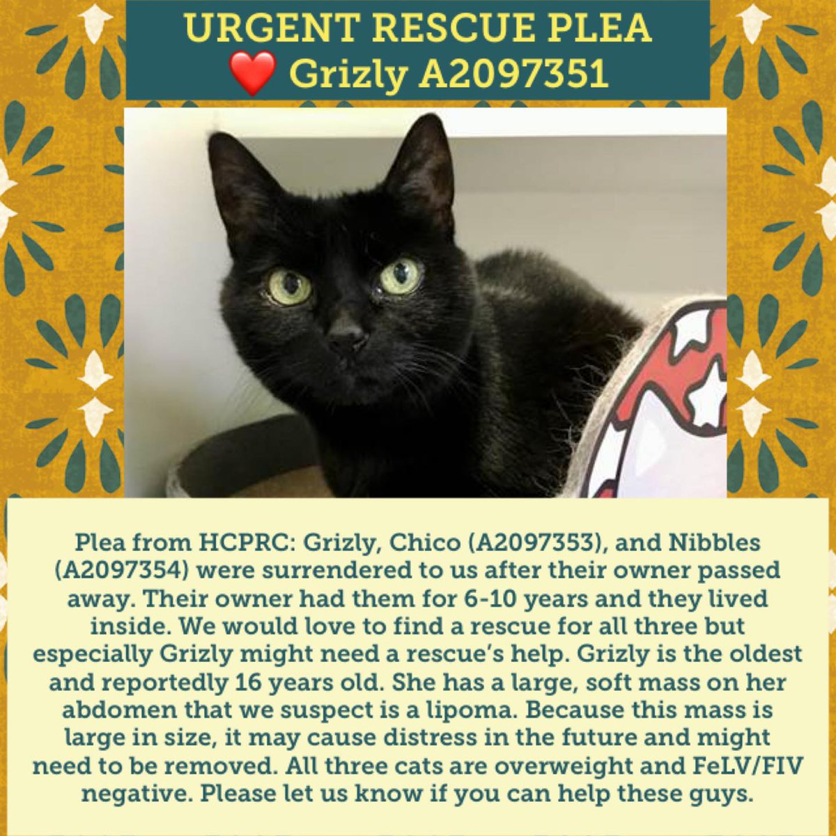 PeterAskin1's tweet photo. Grandma black kitty "Grizly" 2097251 (not a girly name) in #TampaBayFL came in with 3 others &amp; must have prompt rescue! Death lurks nearby! (Has a benign mass on abdomen). Adopt! Pledge! To save email  RescuePets@HillsboroughCounty.org
EXTREMELY URGENT!
https://t.co/fuojpAe7GS https://t.co/E6d84SsoFq