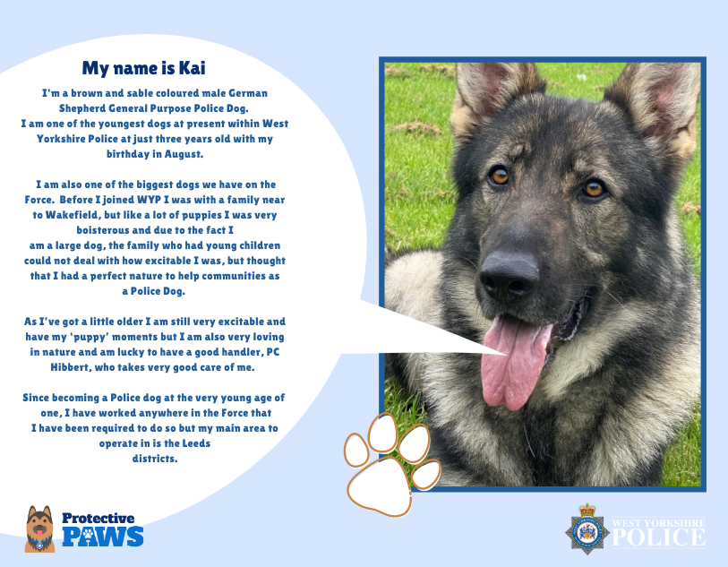 protectivepaws's tweet photo. Family dog turned Protector of the People is PD Kai. One of the largest dogs serving West Yorkshire Police and also one of the youngest. This handsome boy is now working with PC Hibbert and mainly works around the Leeds area. #Protectivepaws #dogs #policedogs #westyorkshirepolice https://t.co/FdajoKQmlu