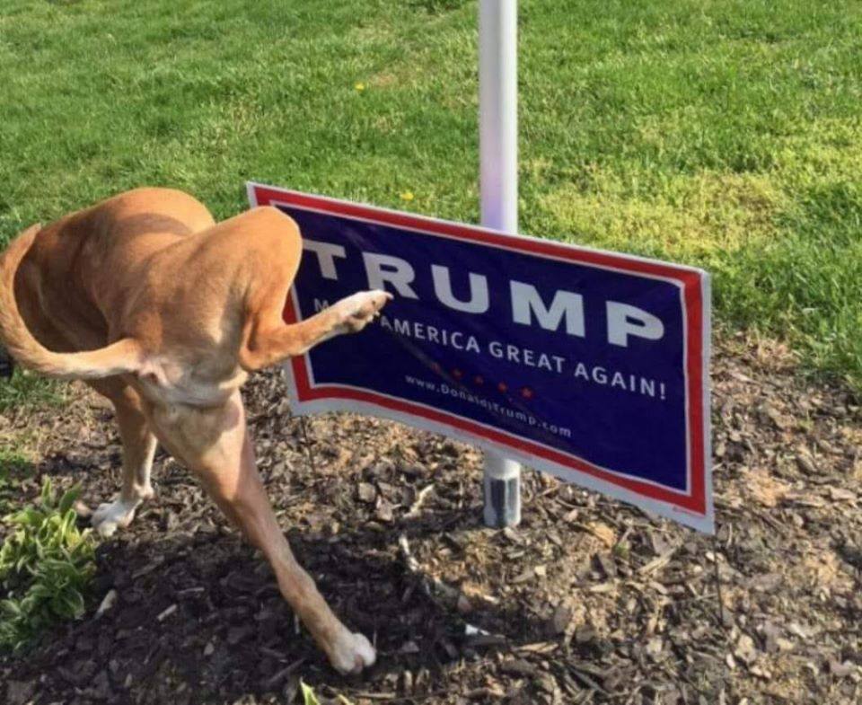  #TheResistance It's up to us, all of us, to stand up & vote this madness out of office, & never again allow it to hold power in this country. Voting out trump & the GOP will be a good start! PLEASE VOTE!