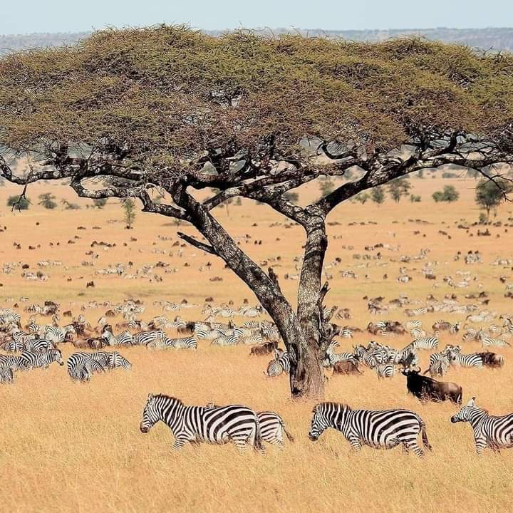 📍 #Tanzania🇹🇿 #DiscoverTanzania #VisitTanzania #ExploreTanzania #TanzaniaTourism #traveltheworld #beautifulplace #rt #wanderlustXL

📸 adam ayo anael