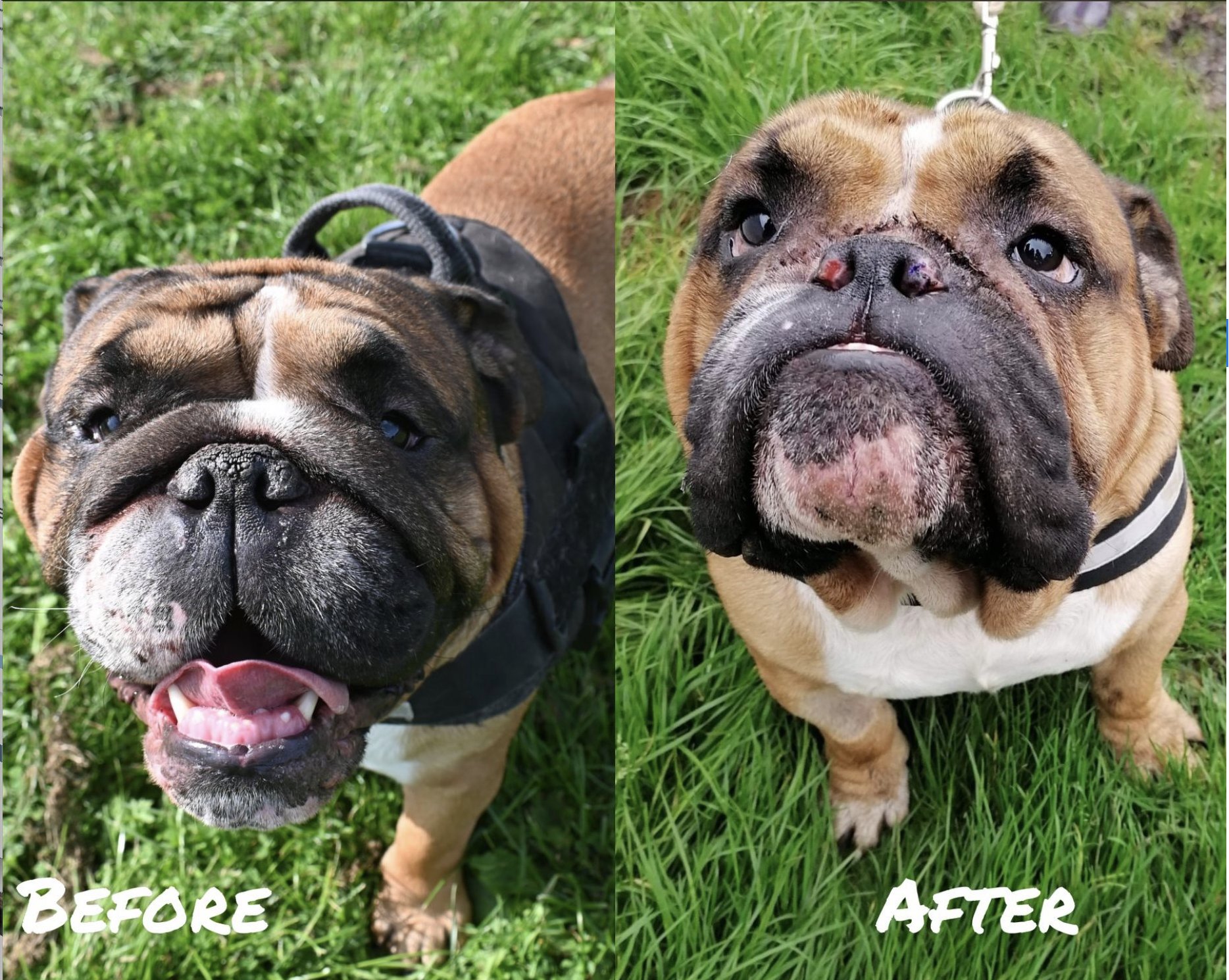 Nose hotsell rope bulldog