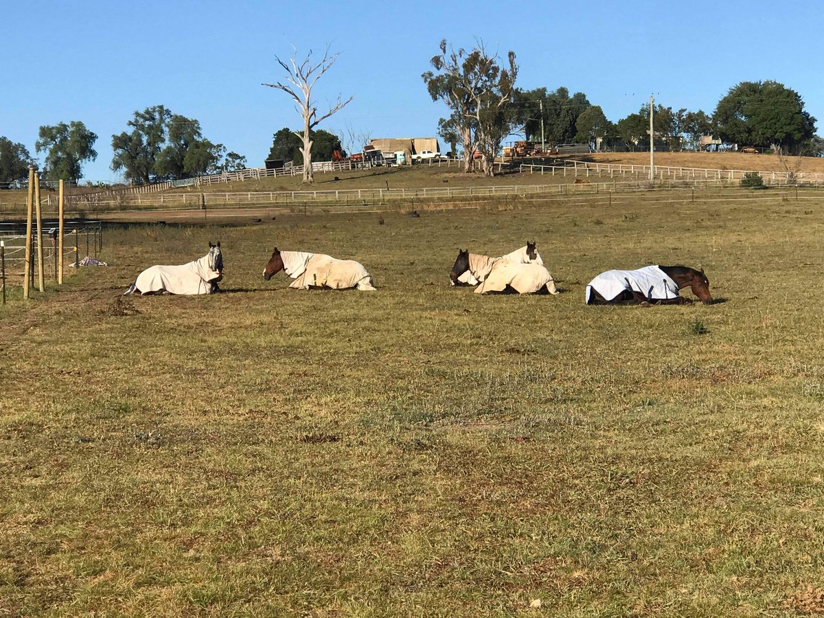 Nerissa Copp tweet media