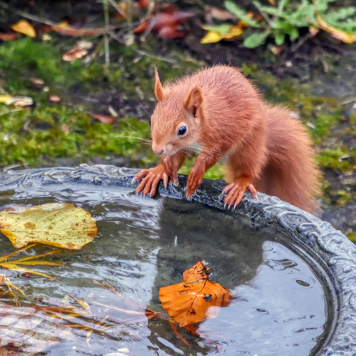 How do I look this morning?
Dive in &amp; a few lengths before breakfast?
Who's that looking back at me?
Time to wash all those hazelnuts down?
and other Red Squirrel thoughts....
#red #squirrel #squirrels #thoughts #morningmotivation