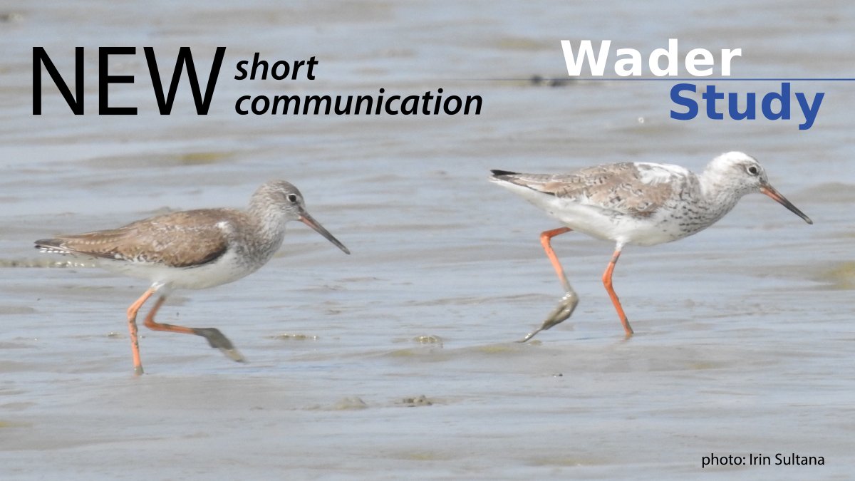 WaderStudy's tweet photo. Partially leucistic Common Redshank in Nijhum Dweep National Park, Bangladesh
by @irinsultanamit1 et al.

https://t.co/h8LzXdH4iP
#waders #shorebirds #ornithology https://t.co/uSkTrqzOYJ