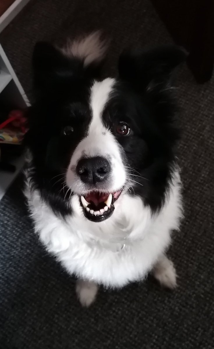 delaShirk's tweet photo. Happy 7th birthday, Blaze #thederg https://t.co/Zy2QdDqCiX