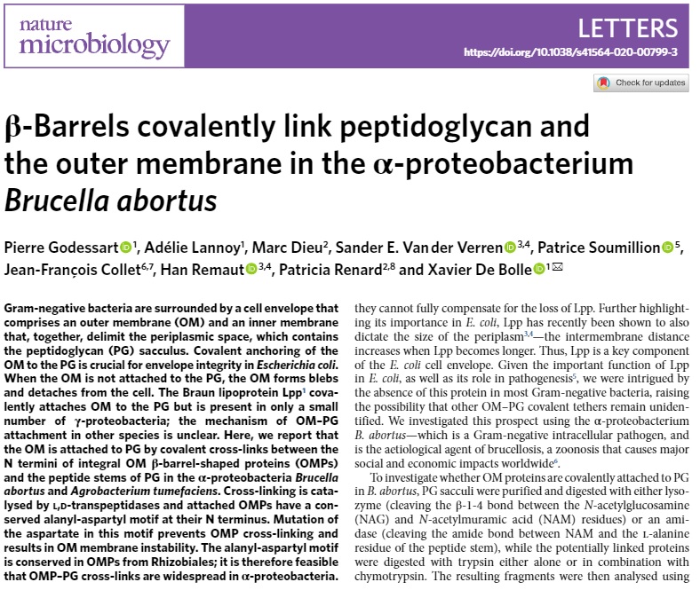β-Barrels covalently link peptidoglycan and the outer membrane in the α-proteobacterium Brucella abortus rdcu.be/b9BAb #paperaccepted