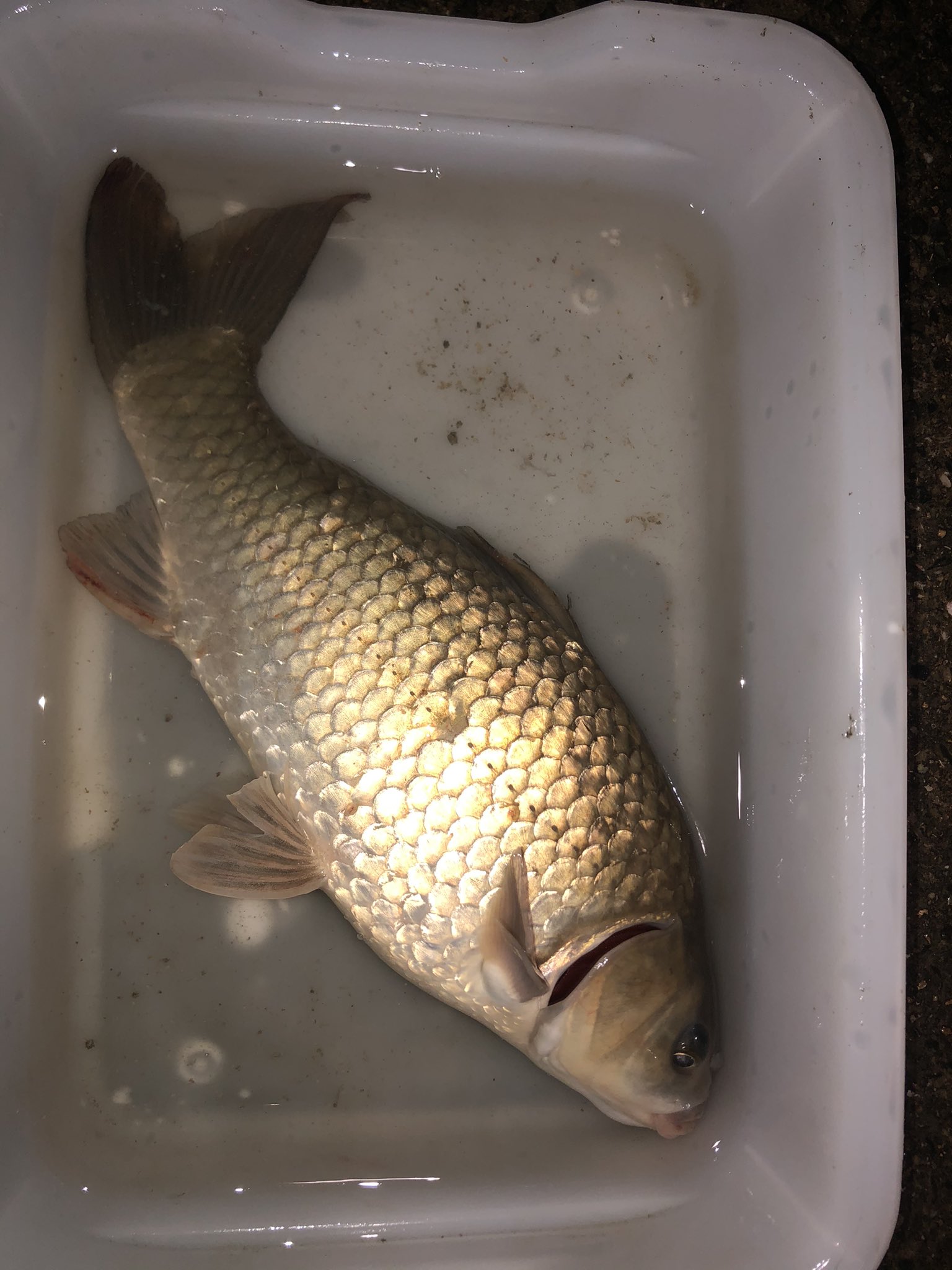 Twitter এ ワッキー この魚なんなんだ 顔つきは鯉やけど鱗がフナ 髭はない 鯉とヘラブナor大キンブナとのハイブリッドか 教えて魚の人 T Co Ovd2lgdnpi ট ইট র