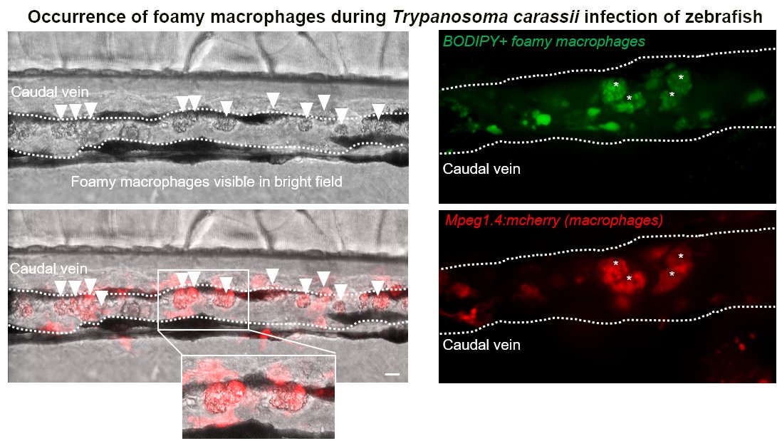 MariaFWUR's tweet photo. The #zebrafish-#Trypanosome model strikes again! Thanks to the transparency of zebrafish we were able to SEE the formation of foamy macrophages (fat cells) for the first time during an extracellular trypanosome infection, in vivo, in a live vertebrate host! Seeing is believing! https://t.co/l5uMSn6dpg