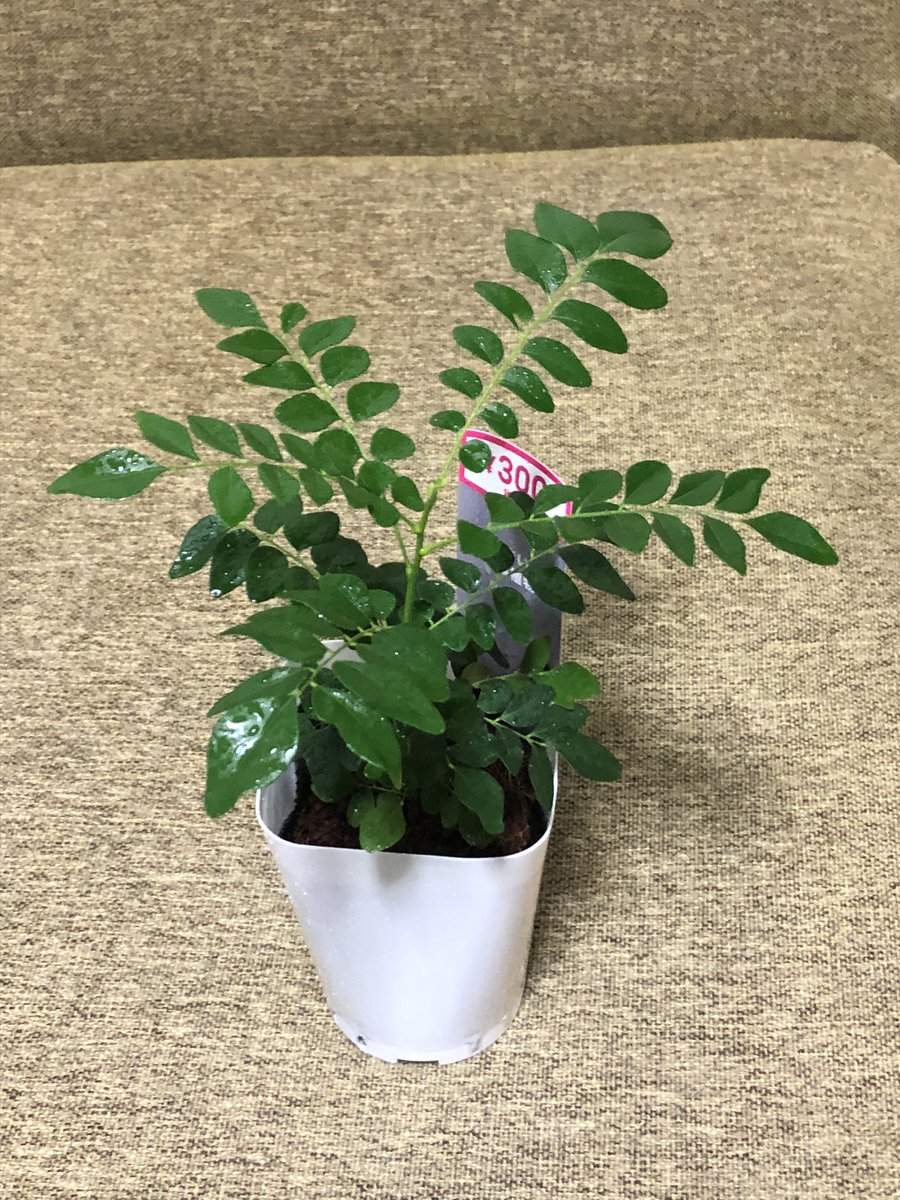 西澤 信彥 今日ダイソーで買ってきたこの苗 今度こそカレーリーフっぽくね 今回もやはり名前が書いていないのだが ネットで カレーリーフの苗の画像で調べたらすごく似ている カレーリーフ ダイソー 西澤 信彥 今日ダイソーで買ってきたこの苗 今度こそカレーリーフっぽくね 今回もやはり名前が書いていないのだが ネットで カレーリーフの苗の画像で調べたらすごく似ている カレーリーフ ダイソー