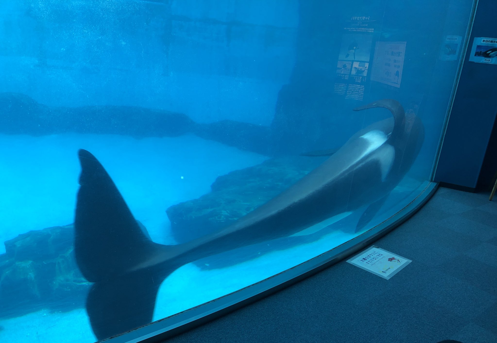 りこ 水槽前で聞いたシャチの感想 怖い かわいい 綺麗 同じ生き物でも 感じ方は様々 私は全部だなー笑 名古屋港水族館 T Co Sot5mdith2 Twitter