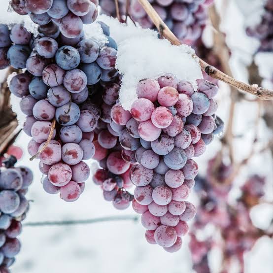 Mellasat Wines tweet media