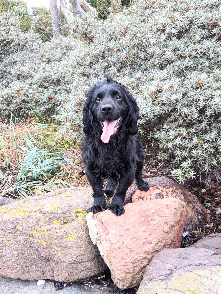 K9Scottish's tweet photo. Happy #TongueOutTuesday from #RPDChance ๐
Enjoying his retirement with a trip to the beachโบ๏ธ
#RetirementLife
#Chilling https://t.co/B6Ziz0YGFZ