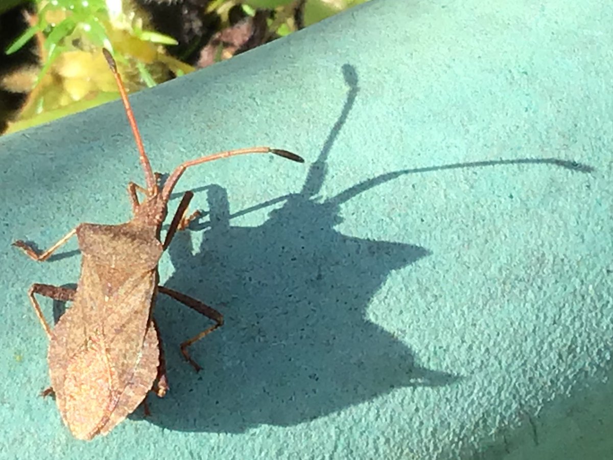 amey_tina's tweet photo. A dock bug playing ‘Me and my shadow’ while the sun made a rare appearance today. @Britnatureguide @insectweek @InsectRecovery @InsectNews @DevonWildlife @Buzz_dont_tweet #TwitterNatureCommunity #DevonNature https://t.co/caZHHNt1Ei