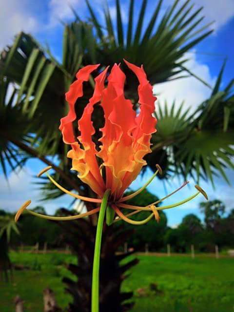 The Maveerar

They went to the battle field

Never afraid to die

Brave soldiers they were

They did it for you and I
colombotelegraph.com/index.php/in-h…
#LestWeForget #Thuyilumillam #Freedomfighters #TamilEelam #Tamil #Maveerar #November27 #கார்த்திகை27 #மாவீரர்நாள் #மாவீரர் #துயிலும்இல்லம்